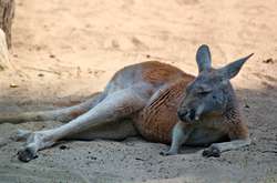  По данным зоозащитников, в Австралии ежегодно убивают 2,3 миллиона кенгуру в коммерческих целях 
  