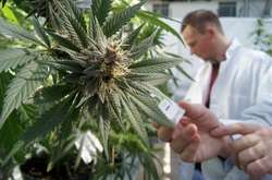 Канабіс не полегшує біль при онкозахворюваннях - дослідження