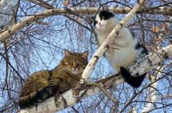 Весна прийде вже у лютому: синоптики змінили прогноз для України