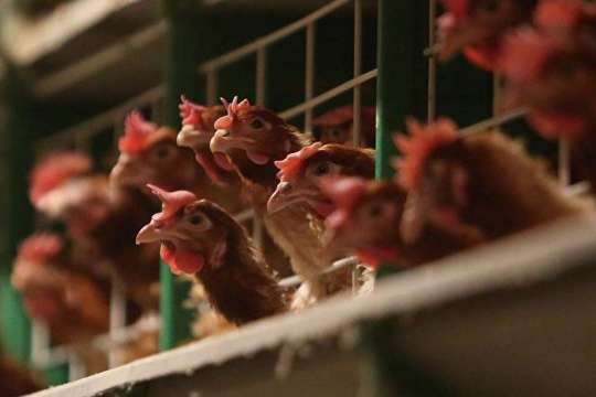 ЄС призупинив імпорт м'яса з України через пташиний грип 