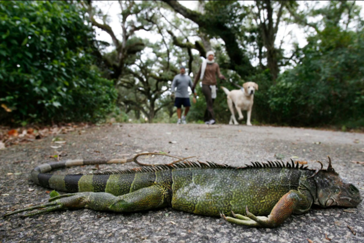 Флоридцев предупредили о «дожде» из игуан