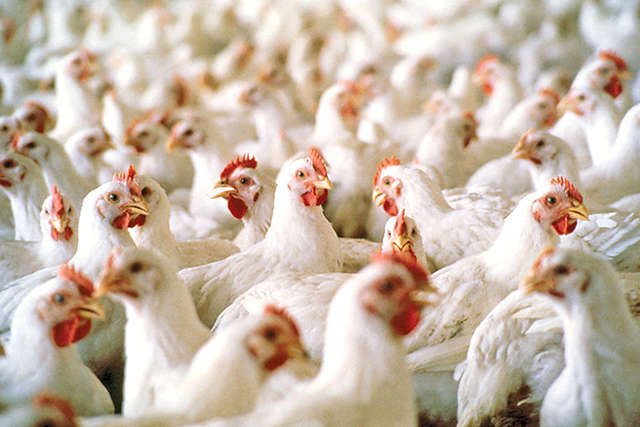 ЕС внезапно запретил импорт мяса птицы из Украины