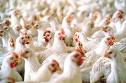 ЕС внезапно запретил импорт мяса птицы из Украины