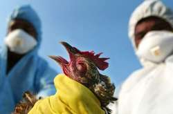 Європейська комісія зупинила імпорт в ЄС м'яса птиці і термічно необроблених м'ясних продуктів з птиці походженням із України