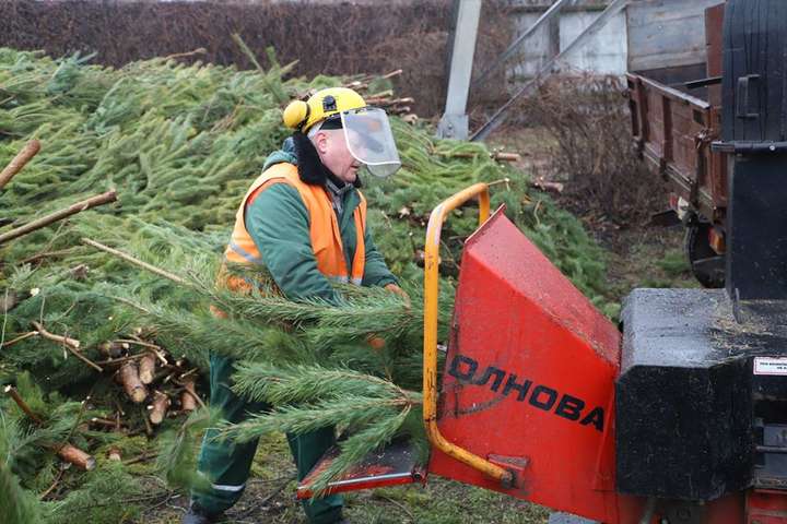 Жители Киева сдали на переработку уже 11 тыс. новогодних елок