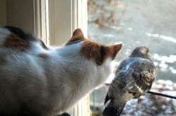 Погода на понеділок: в Україні буде ясно та без опадів