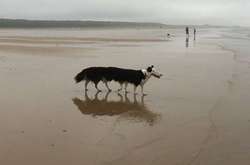 Домашние питомцы на панорамной съемке: в сети набирает популярность забавный флешмоб (фото)