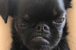 Всегда сердитая собака стала любимицей сети (фото)