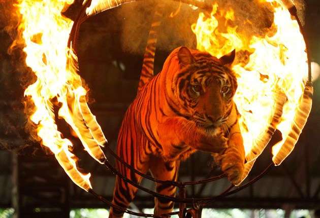 Мінкульт готує законопроєкт про заборону тварин у цирках