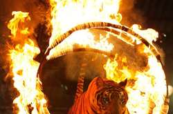 Мінкульт готує законопроєкт про заборону тварин у цирках