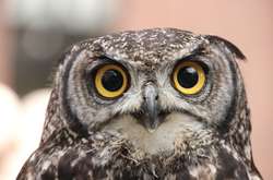 Птица сильно поправилась из-за переедания