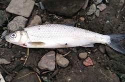 На Вінниччині за пійману червонокнижну рибку чоловік сплатить 10 тис. грн штрафу