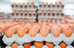 Українські яйця купуватимуть Арабські Емірати 