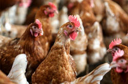 Випадків зараження людини вірусом H5N1 у провінції Хунань не зафіксовано