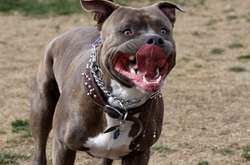 Пітбуль