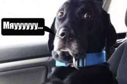 «Собирайся, Сирко, с облгаза пришли». В сети множатся фотожабы на инициативу «слуги народа»