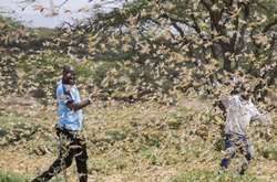 У Сомалі оголосили надзвичайний стан через нашестя сарани