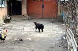 Журналисты нашли собаку, которую посоветовал продать нардеп Брагарь