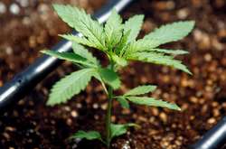 Науковці сподіваються, що нова рослина допоможе зробити прорив у біологічних науках