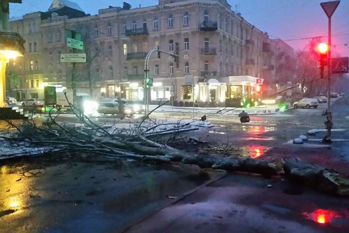 У центрі Києва через негоду впало дерево: рух транспорту ускладнено