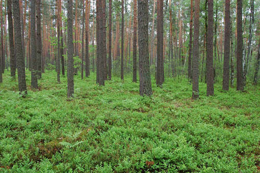 Рада поддержала законопроект о национальной инвентаризации лесов
