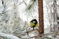  8 лютого в Україні буде прохолодно, але суттєвих опадів не передбачається 