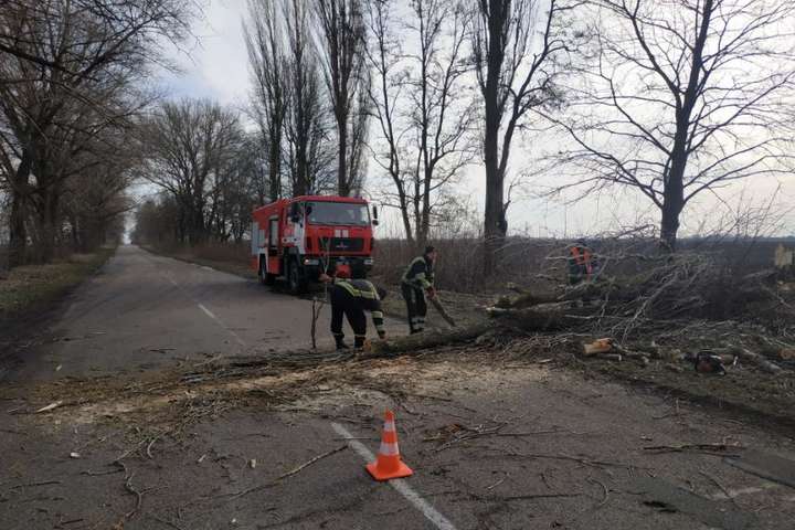 На Київщині сильний вітер повалив дерево на дорогу (фото)