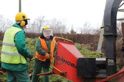 Хвойні дерева перероблять на тріску в спеціальному тріскоподрібнювачу