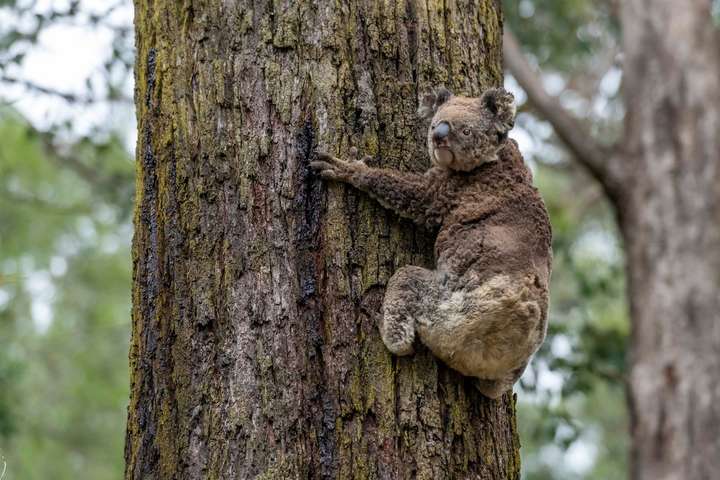 В Австралії за допомогою безпілотників рятують коал, які постраждали від лісових пожеж