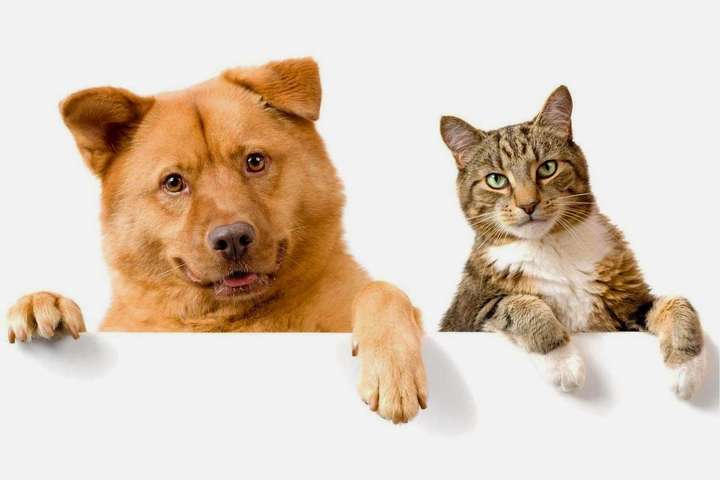 Европарламент принял резолюцию против незаконной продажи котов и собак