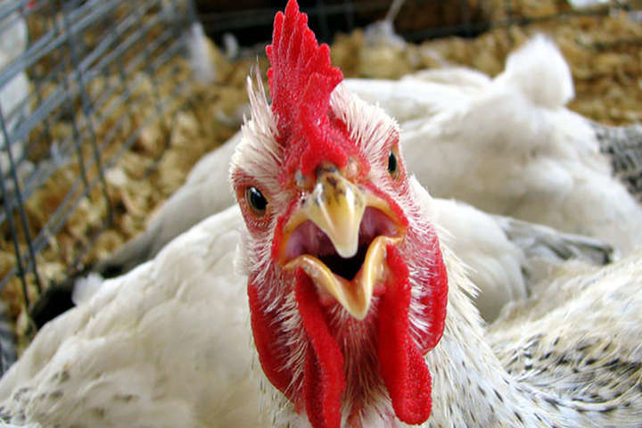 ЄС скасував заборону на м'ясо птиці з України