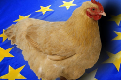 ЕС снял внезапный запрет на импорт курятины из Украины