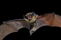 Названо найбільш ймовірний розповсюджувач коронавірусу