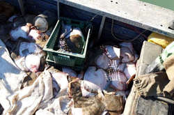 Поліція відкрила справу через затримання українського судна