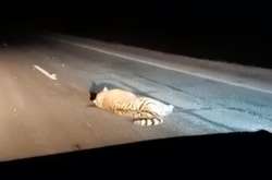 У Росії автобус на смерть збив одного з найрідкісніших хижаків на планеті (відео)