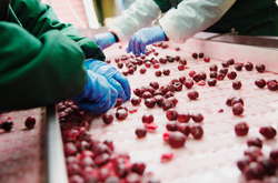 Група T.B. Fruit переносить виробництво заморожених фруктів та овочів в Україну