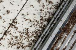 Столиця Франції зіткнулася з навалою клопів