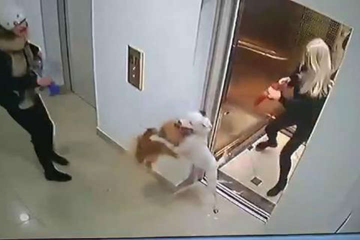 У ліфті одеської багатоповерхівки бійцівський собака загризла шпіца