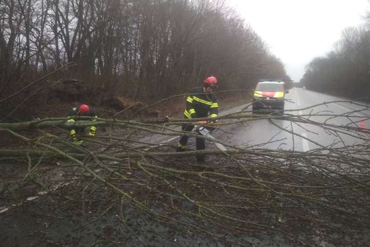 На Винниччине упавшие деревья заблокировали дороги (фото)