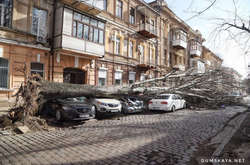 В Одесі померла жінка, на яку впало дерево