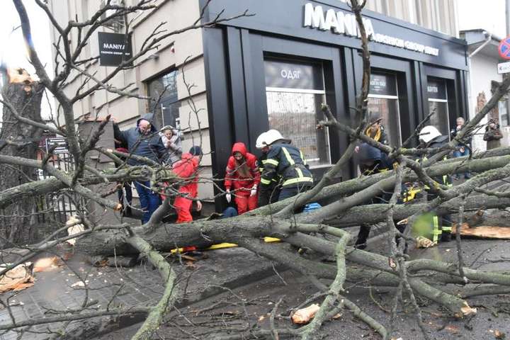 Атака падающих деревьев в Украине: в Кропивницком пострадала женщина