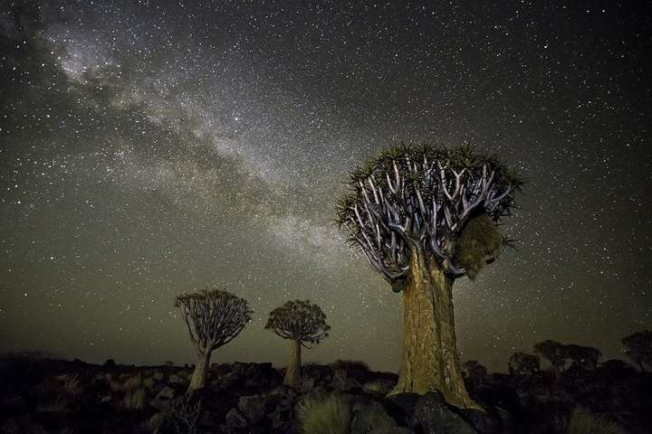 «Алмазні ночі». Неймовірні світлини старих дерев, розташованих під зоряним небом