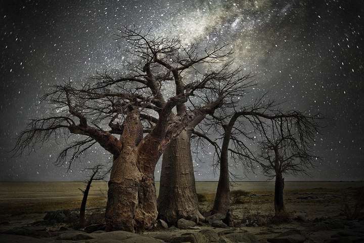 «Алмазные ночи». Невероятные фото старых деревьев под звездным небом