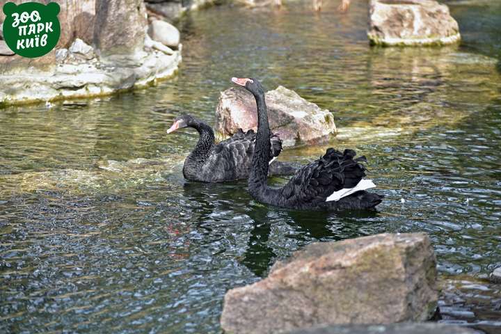 Київський зоопарк готується до весни, гостей на озерах вже зустрічають лебеді