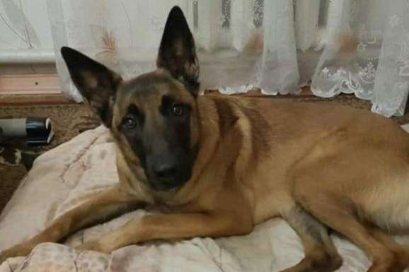 У Сумах собака врятував літню жінку, що впала у трьохметровий погріб