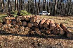 Зловмисники зрізали 27 дерев 