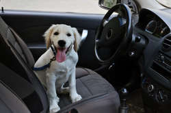 Украина запретила ввоз животных из Китая