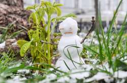 Кліматологи розповіли про парадокси цьогорічної зими в Києві