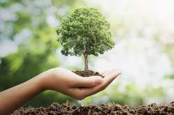 Цього року у Києві висадять рекордну кількість дерев