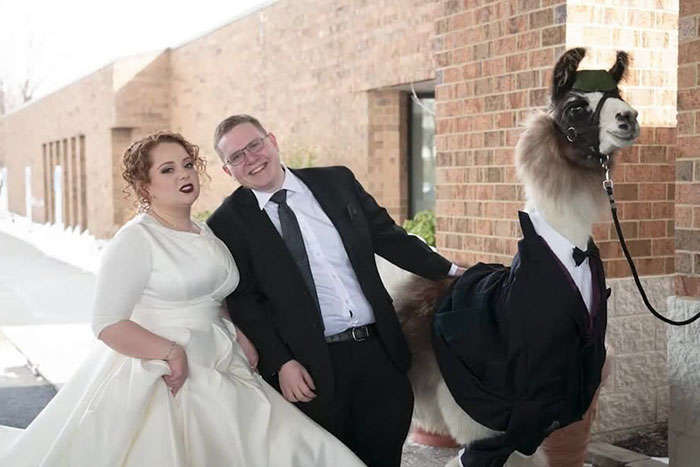 Парень привел ламу на свадьбу своей сестры